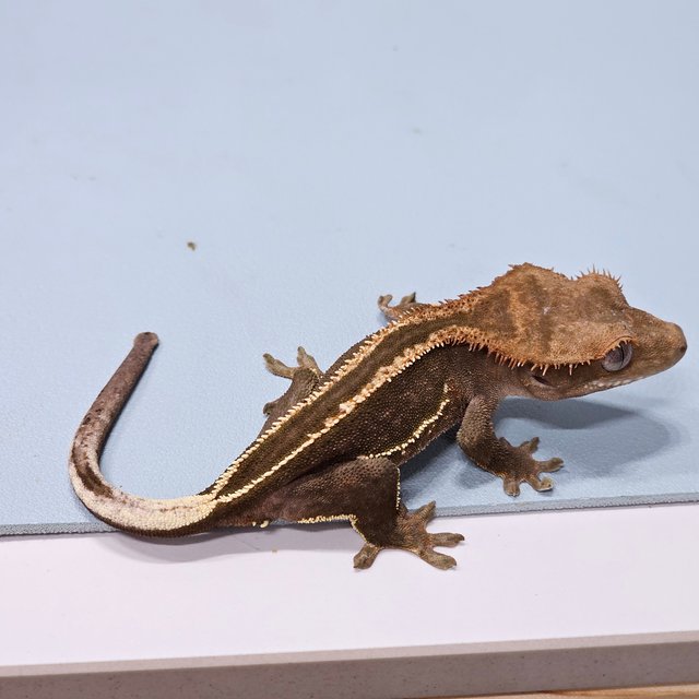 슈퍼스트라이프