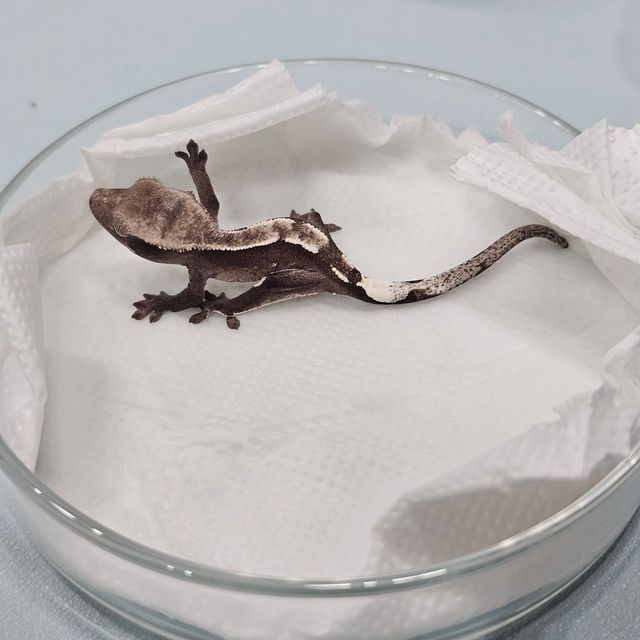 아잔틱
