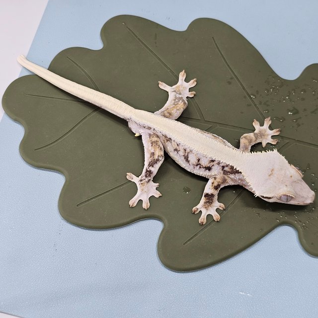 솔리드백 릴리화이트