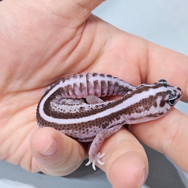 오레오 패턴리스 헷 고스트