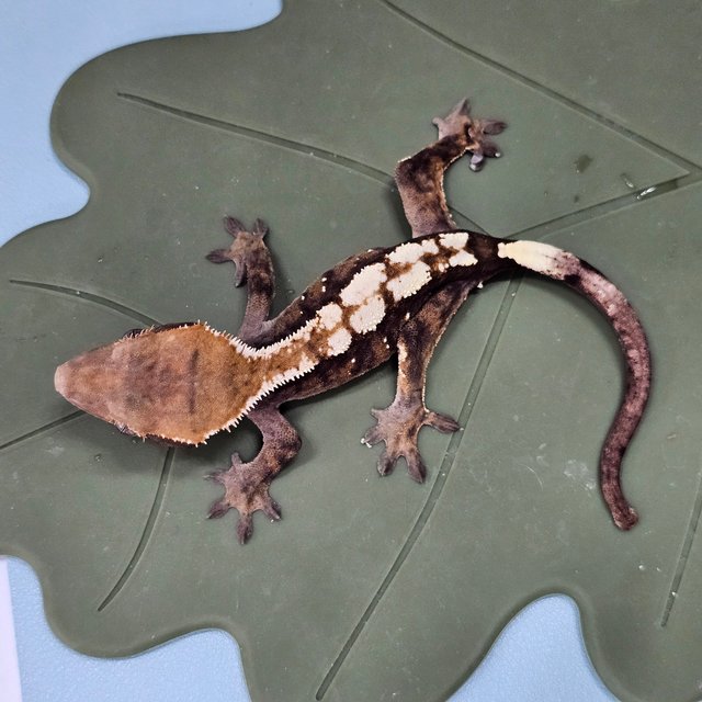 세이블 100%헷아잔틱