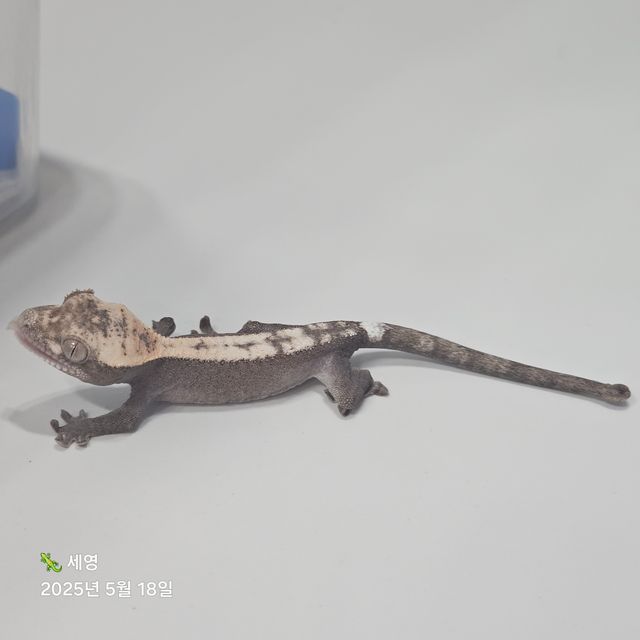 슈퍼 세이블