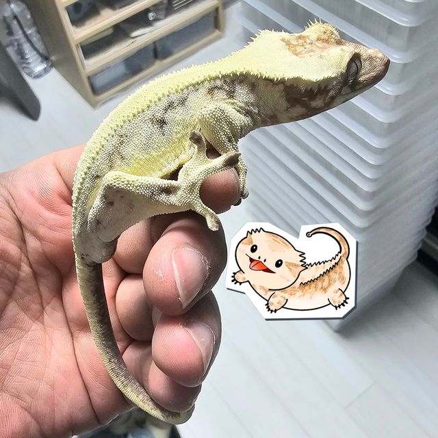 릴리 세이블