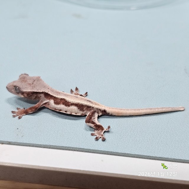 릴리화이트 초초