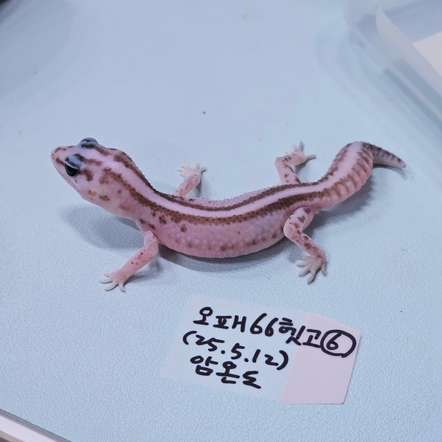 오레오 패턴리스 헷 고스트