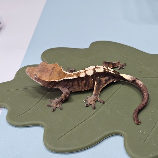 세이블 100%헷아잔틱