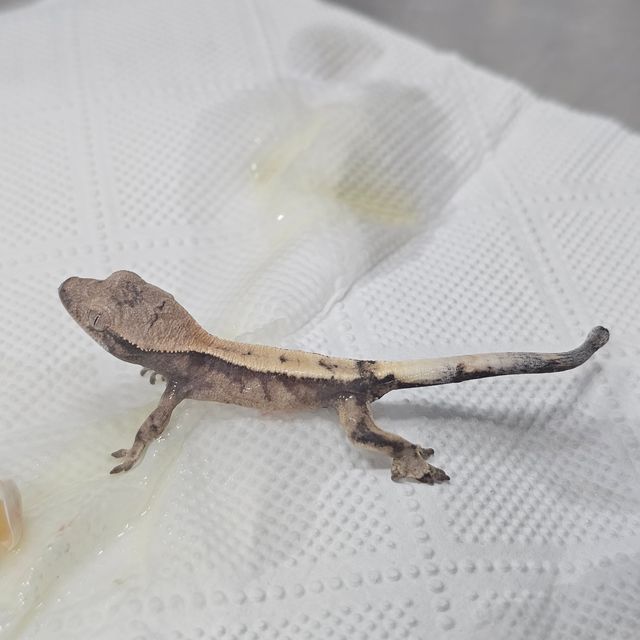 세이블