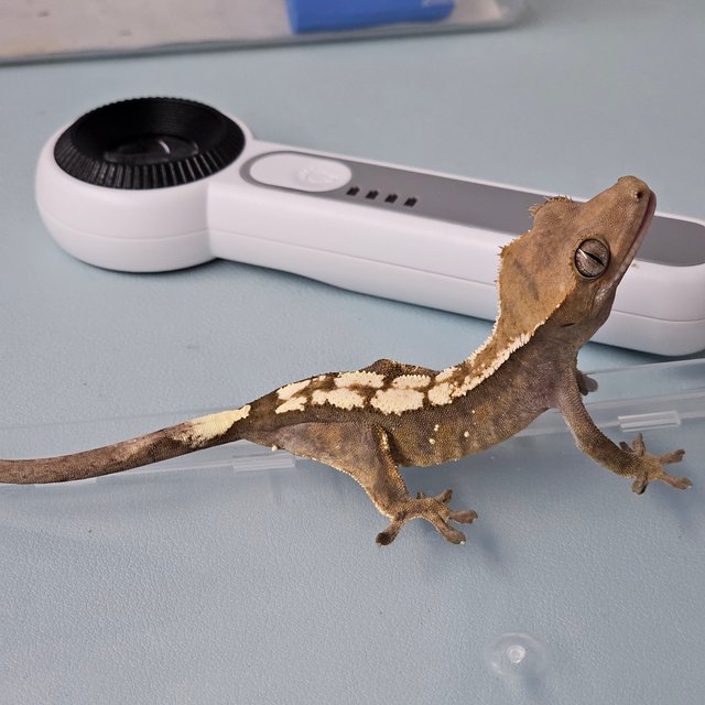 세이블 100%헷아잔틱