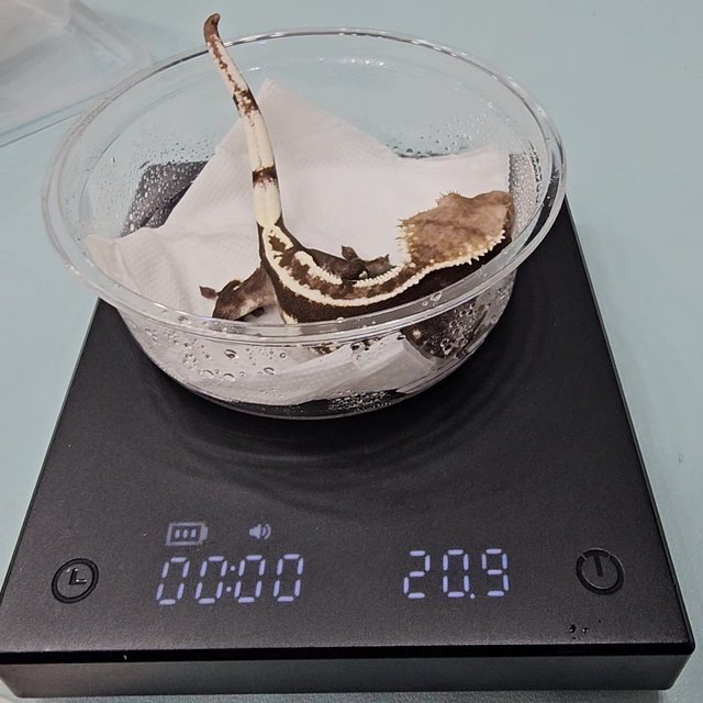 아잔틱 핀스트라이프 화이트스팟 쿼드