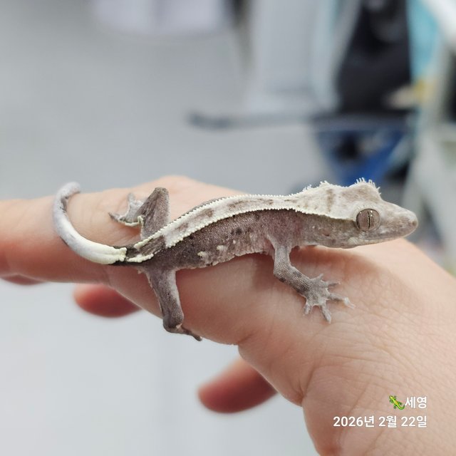 핀스트라이프 아잔틱