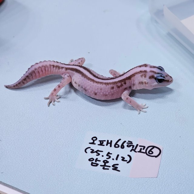 오레오 패턴리스 헷 고스트