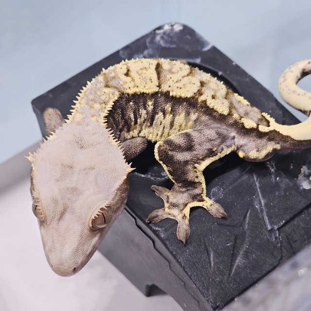 화이트스팟 카푸치노