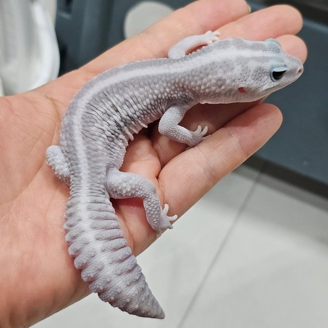 고스트 화이트아웃 오레오 패턴리스