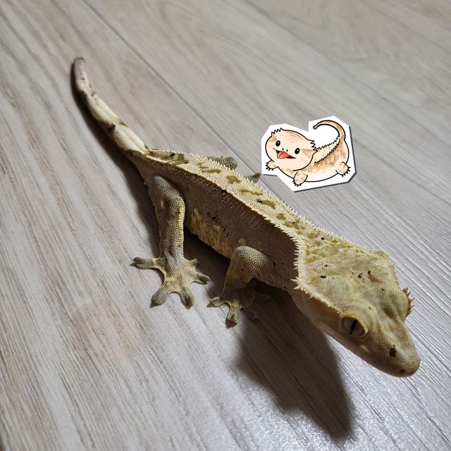 100%헷아잔틱