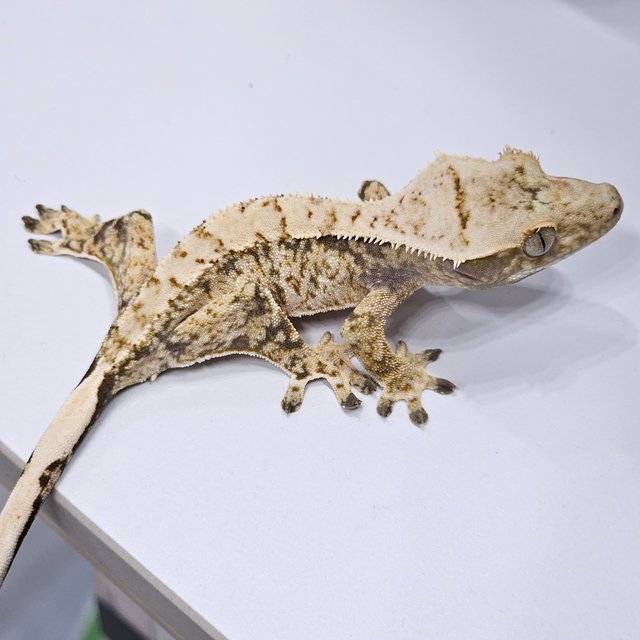 화이트스팟 트라이 노멀