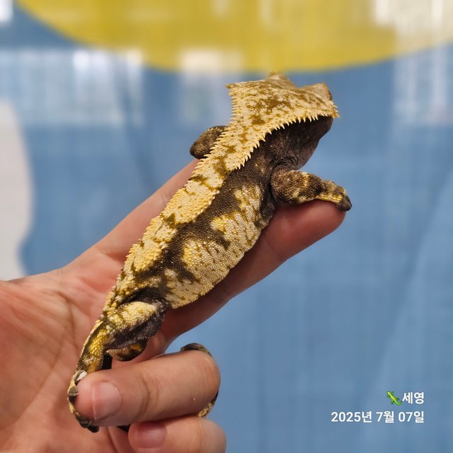 익스트림할리퀸