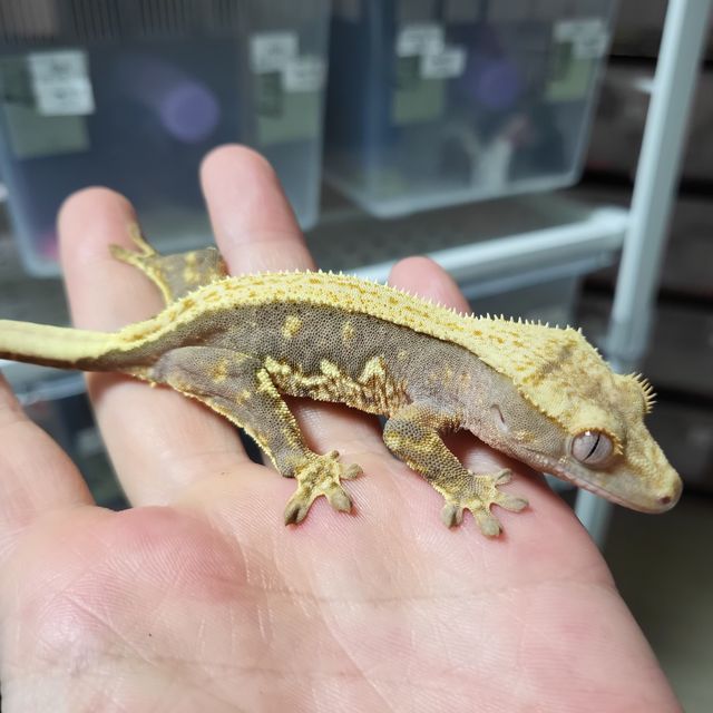 릴리100%헷아잔틱