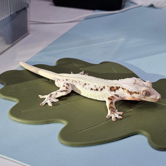 솔리드백 릴리화이트