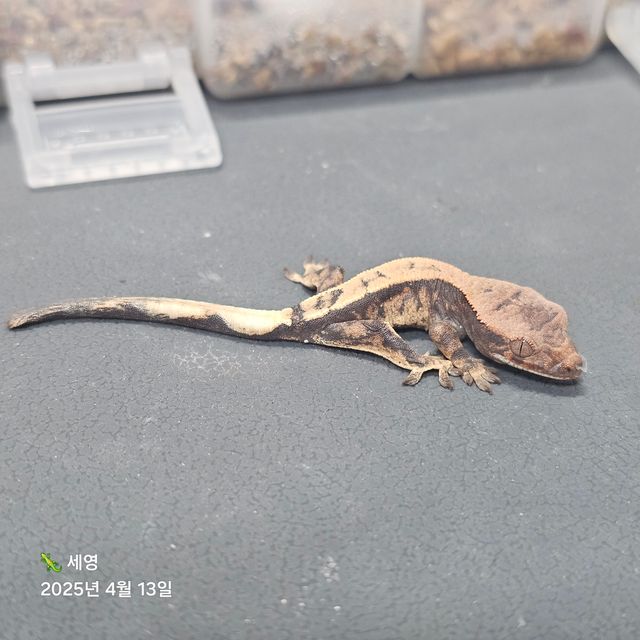 세이블