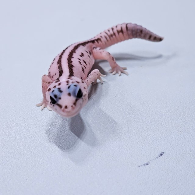 화이트아웃 오레오 패턴리스 헷 고스트