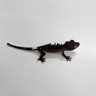 챠콜