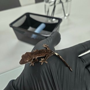 챠콜