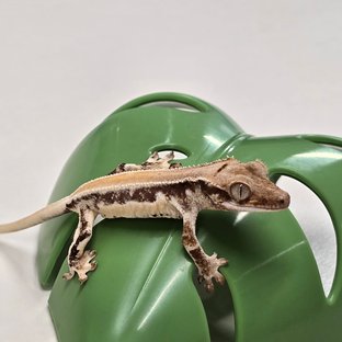 릴리화이트 솔리드백 풀핀