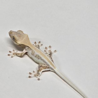 릴리화이트 솔리드백 풀핀