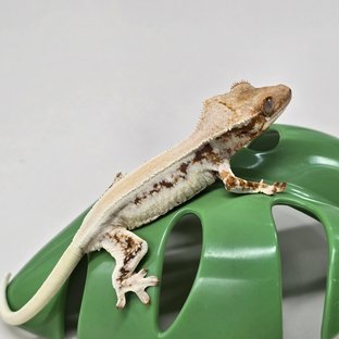 체리x모찌