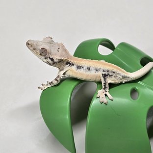 릴리화이트 풀핀 솔리드백