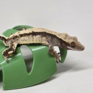 체리x빵