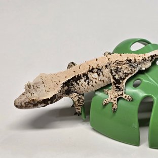 노멀 드리피 화이트스팟