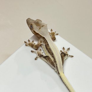 릴리화이트 솔리드백 풀핀