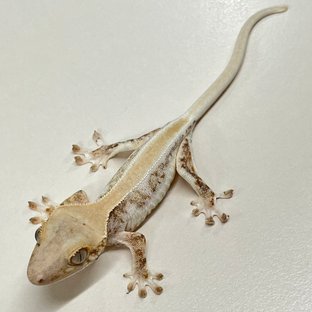 릴리화이트 솔리드백 풀핀