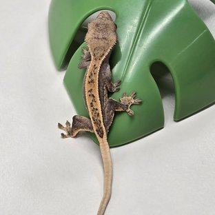 노멀 쿼드 풀핀