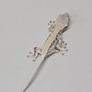 릴리화이트 솔리드백 풀핀