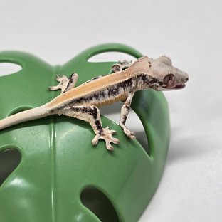 릴리화이트 솔리드백 풀핀