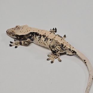 노멀 드리피 화이트스팟