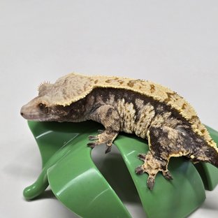 노멀 익스트림할리퀸