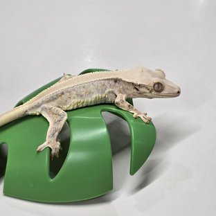 트라이 릴리화이트 솔리드백 풀핀