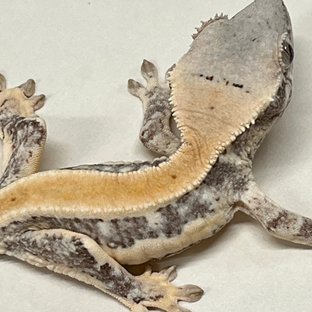 릴리화이트 풀핀