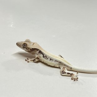 릴리화이트 솔리드백 풀핀