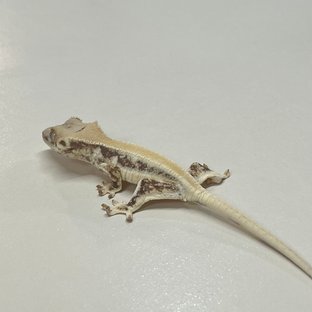 릴리화이트 솔리드백 풀핀