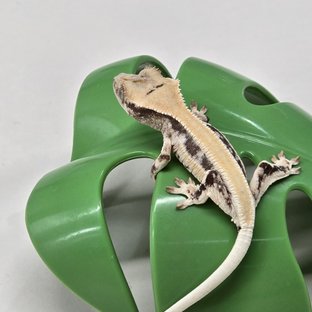 릴리화이트 솔리드백 풀핀