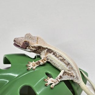 릴리화이트 솔리드백 풀핀