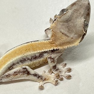 릴리화이트 솔리드백 풀핀