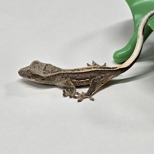 100%헷아잔틱 쿼드 풀핀