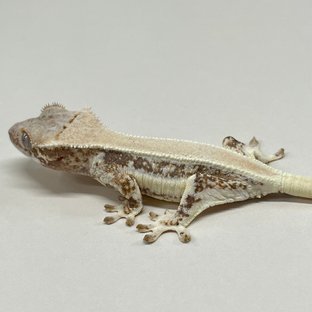 릴리화이트 솔리드백 풀핀