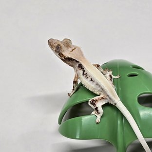 릴리화이트 솔리드백 풀핀