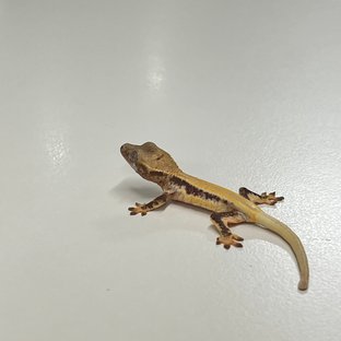 릴리화이트 솔리드백 풀핀